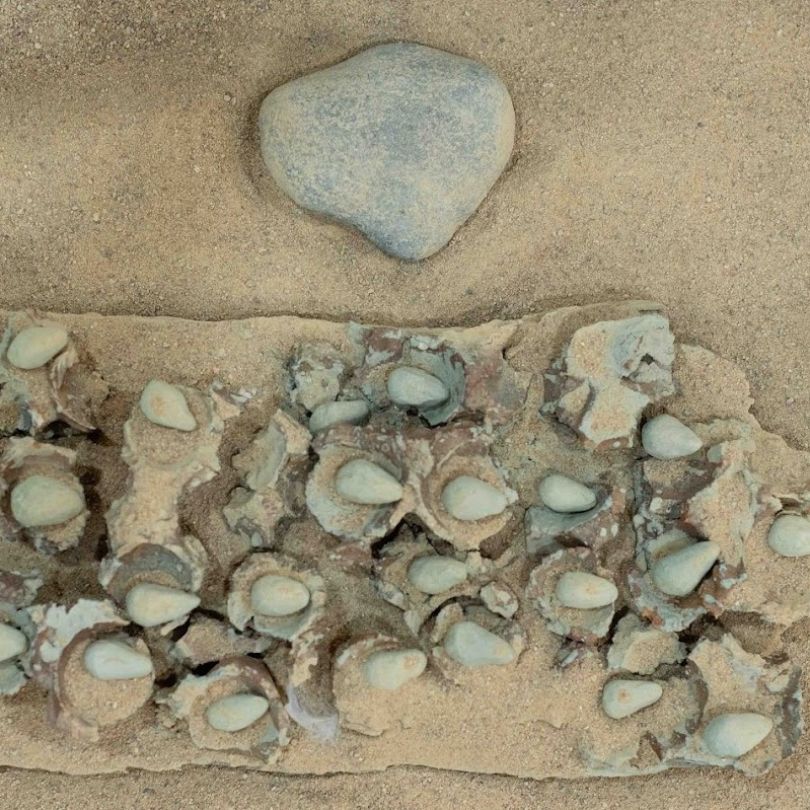 Sophie Durand „inlet : įvadas“